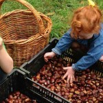 Children sorting chestnuts